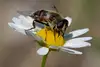 Bee on a daisy flower