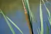 Achau flood protection, broad-leaved cattail