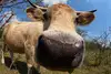 Cow directly in front of the camera