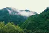 ÖBB eco-forest islands