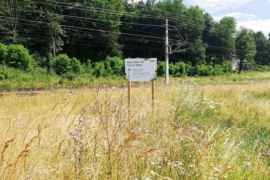 Blühwiese Föderlach mit Schild: Eine Oase für Tier & Natur