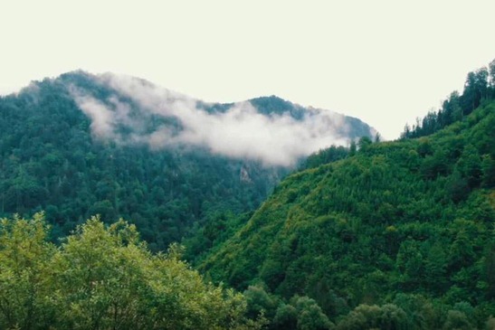 ÖBB eco-forest islands