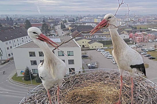 Störche in Perg bauen ihr Nest