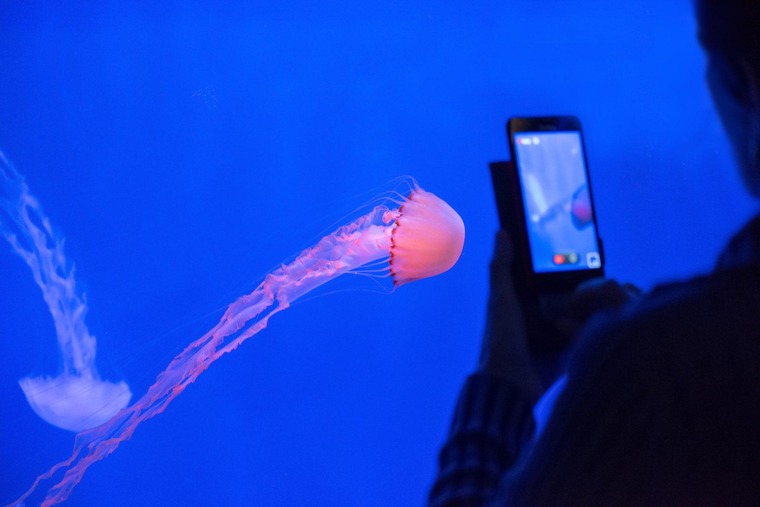 Genua Sehenswürdigkeiten: Person fotografiert zwei bunte Quallen hinter Glas im Aquarium Genuas