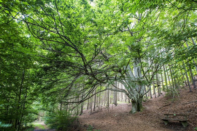 Zu den Sehenswürdigkeiten im Mühlviertel gehört die Zigeunerbuche