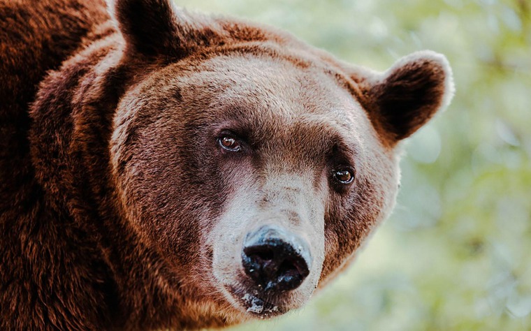 Südsteiermark Ausflugsziel: Bären erleben auf dem Bärenhof im südsteirischen Berghausen