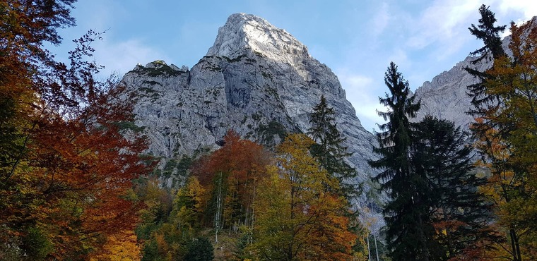 Blick von unten hoch auf Baumwipfel und Berggipfel in Tirol
