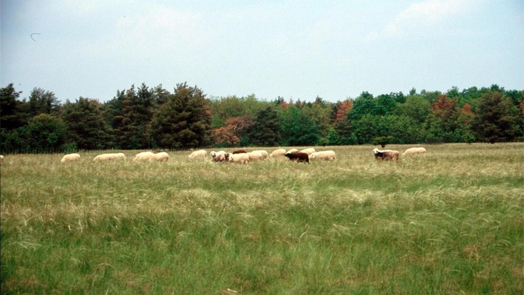 große Weide mit Schafen und mit Wald umringt in Niederösterreich