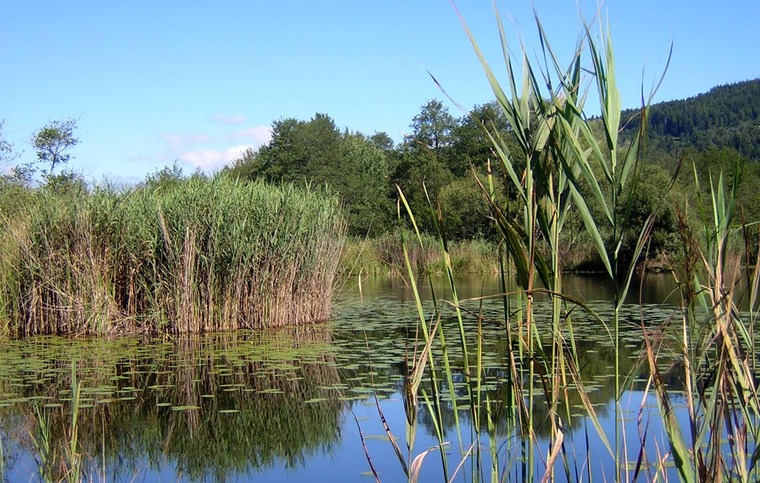 Teich mit Schilf umgegeben im Keutschacher Seental