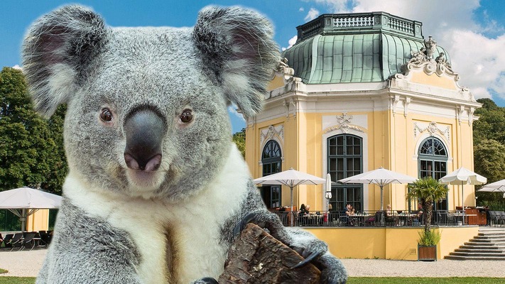 Ein Koala & der Pavillon