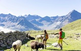 2 Personen beim wandern und Schafe 