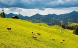 Almwiese in der Region Kaiserwinkl