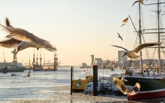 Möwen am Hamburger Hafen