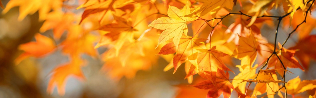 Herbst