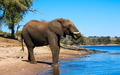 Elefant im Chobe-Nationalpark