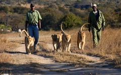 Löwen im Hwange Nationalpark