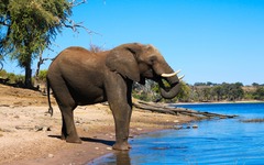 Elefant im Chobe-Nationalpark 