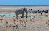 Etosha-Nationalpark 