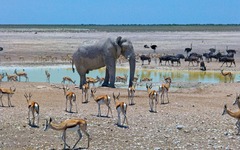 Etosha-Nationalpark 