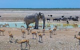 Etosha-Nationalpark 