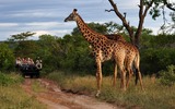 Auf Safari