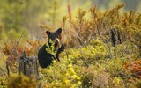 Braunbärchen in den kanadischen Rockies