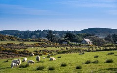 Willkommen im Land der Schafe 