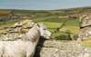 Landleben in Irland