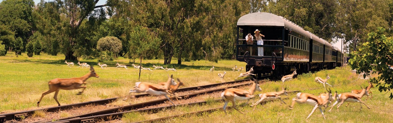 Safari auf Schienen