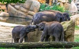 Prager Zoo Elefanten