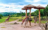 Prager Zoo Giraffen