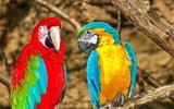 Prager Zoo Papagei
