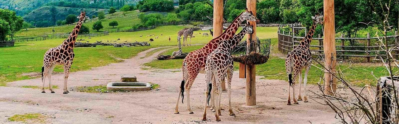 Prager Zoo Giraffen