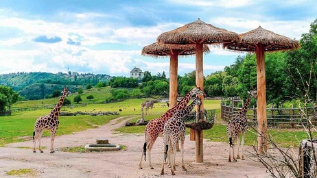 Prager Zoo Giraffen