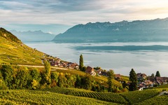Weinberge bei Montreux