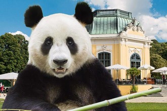 Panda in the Schönbrunn Zoo in Vienna