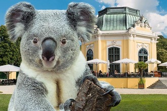 Panda im Tiergarten Schönbrunn in Wien