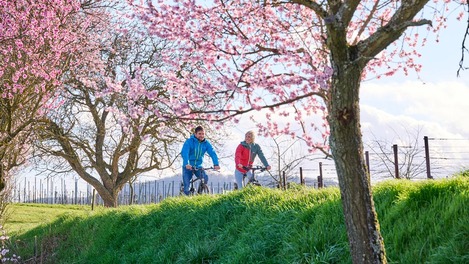 Zwei Radfahrer im Grünen unter blühenden Mandelbäumen