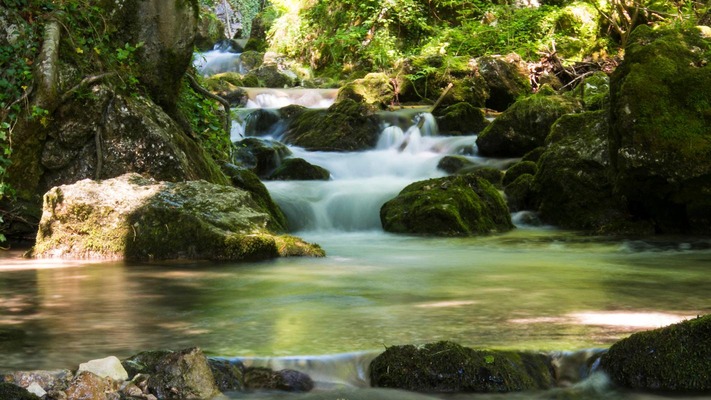Bach im Wald