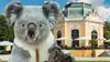 Ein Koala & der Pavillon