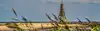 Nordseestrand