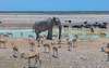 Etosha-Nationalpark 