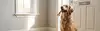 Dog with a leash in its mouth