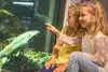Sujet Museum Niederösterreich - Wildnis Stadt