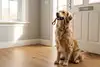 Hund mit Leine im Maul