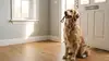 Hund mit Leine im Maul