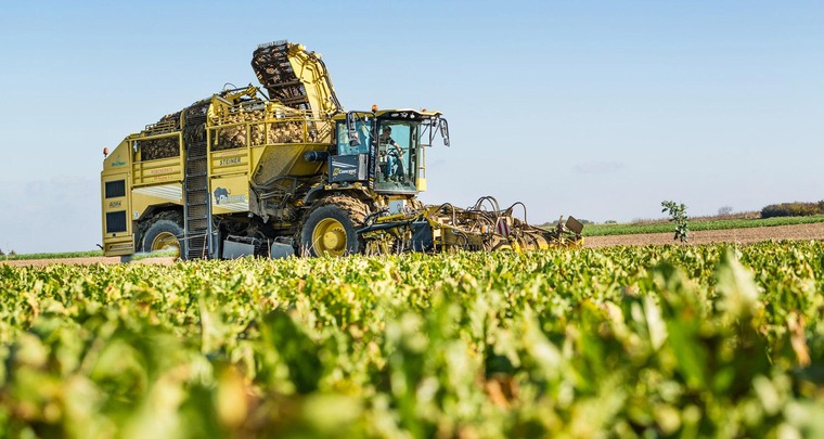 Die Zuckerrübenernte in vollem Gange. The sugar beet harvest in full swing.
