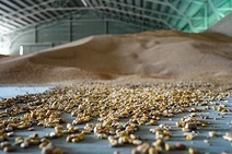 Stored grain and corn kernels in a warehouse for agricultural logistics.
