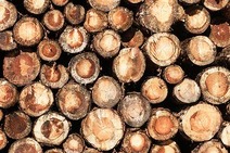 Gestapelte Holzstämme im Bereich Holz.