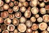 Stacked logs in the timber sector.